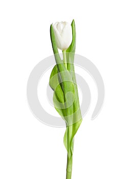 One beautiful delicate tulip isolated on white