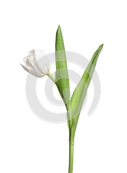 One beautiful delicate tulip isolated on white