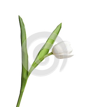 One beautiful delicate tulip isolated on white