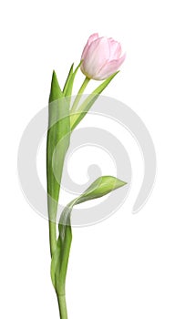 One beautiful delicate tulip isolated on white