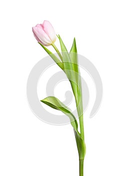 One beautiful delicate tulip isolated on white