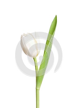 One beautiful delicate tulip isolated on white