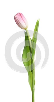 One beautiful delicate tulip on white