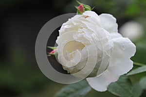 One beautiful english garden rose