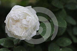 One beautiful english garden rose