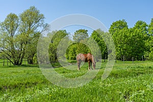 One beautiful horse grazes freely on a bright green meadow among beautiful trees against a cloudless blue sky.