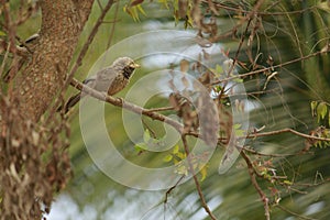 One of the beautiful jungel babbler bird on a branch of a tree in a village during sunset. Playful creature is widely seen in asia