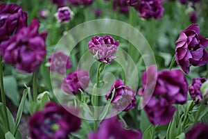 One beautiful lilac tulip in an environment of different other tulips. field of tulips