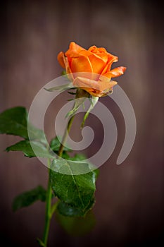 One beautiful orange rose on wooden table