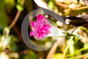 One beautiful pink Ipomoea flower background - outdoors, garden