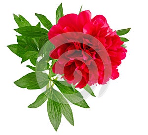 One beautiful pink peony closeup on  isolated background
