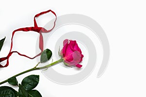 One beautiful pink rose with a ribbon in the form of eight isolated on white background with space for your text