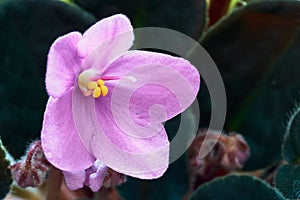 One beautiful pink violet close-up on a blurred background