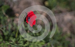 One beautiful red anemone against a green background like a scarlet flower