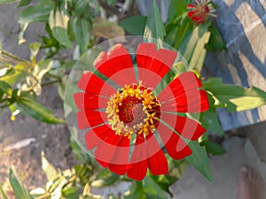 one beautiful red flower