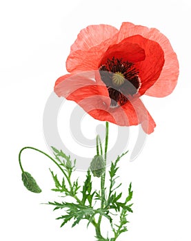 One beautiful red poppy.