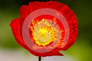 One beautiful red poppy isolated on garden background