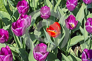 One beautiful red tulip is growing amongst many purple tulips. The Dutch tulip field