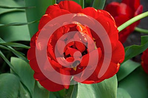 One beautiful red tulip miranda terry close-up on a background of green leaves