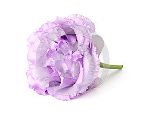 One beautiful violet eustoma flower isolated on white