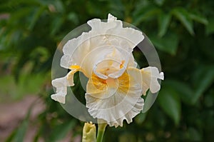 One beautiful white yellow flower iris country dawn close up in the garden