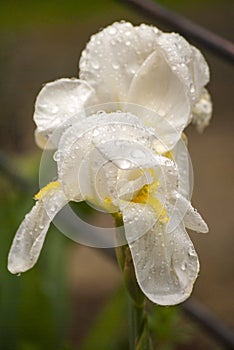 One beautiful white and yellow iris with some drops of water on their petals. With a natural dark background. Close-up. Bokeh.