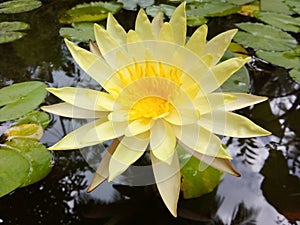 A one of beautiful yellow lotus flower are blooming in the swamp