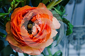 One beauty, spring orange, persian flower buttercup ranunculus macro. Rustic style, still life. Colorful holiday