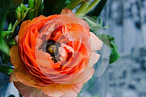 One beauty, spring orange, persian flower buttercup ranunculus macro. Rustic style, still life. Colorful holiday