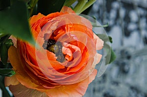 One beauty, spring orange, persian flower buttercup ranunculus macro. Rustic style, still life. Colorful holiday background.