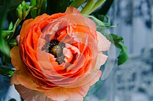 One beauty, spring orange, persian flower buttercup ranunculus macro. Rustic style, still life. Colorful holiday background.