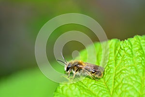 One  bee    apoidea   on green leaf in nature