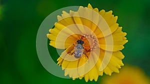 One bee drone collects nectar on a yellow flower