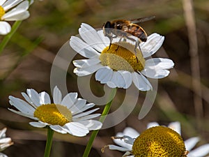 One bee-like fly sits on a white daisy flower on a summer. Insect on a flower close-up. Hover flies, also called flower flies or