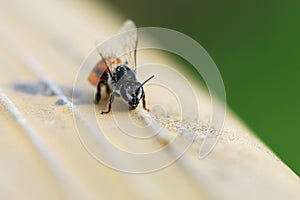 One Bee Macro