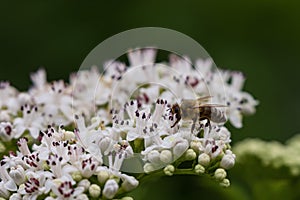 Bee pollinates a big white flower