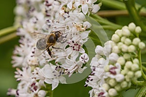 Bee pollinates a big white flower