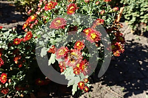 One bee pollinating red and yellow flower heads of Chrysanthemum