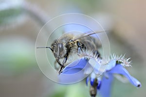 One bee  sits  on blue borage flowers in nature