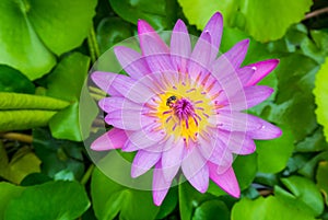 One bee on violet pink lotus