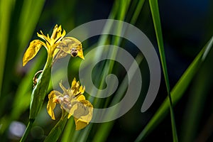 One bee is on yellow flower in spring in Lausanne, Switzerland.