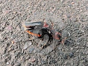 One beetle rides another on the pavement close-up