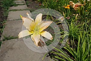 One beige flower of Hemerocallis fulva