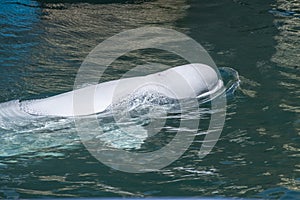 one beluga whale, white whale in water