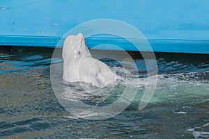 one beluga whale, white whale in water