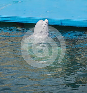 one beluga whale, white whale in water