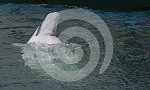 one beluga whale, white whale in water