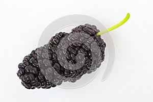 One berry mulberry with a tail on white background