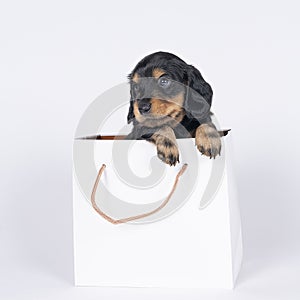 One bi-colored and blonde longhaired  Dachshund dog pup in a shoppingbag isolated on a white background
