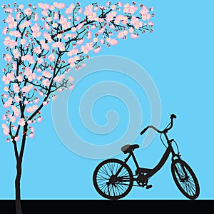 One bicycle parking under blooming full bloom pink sakura tree Cherry blossom